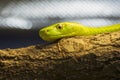 Western green mamba (Dendroaspis viridis) Royalty Free Stock Photo