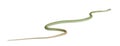 Western green mamba - Dendroaspis viridis, poisonous Royalty Free Stock Photo