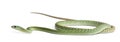 Western green mamba - Dendroaspis viridis, poisonous