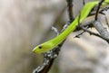 The western green mamba Dendroaspis viridis Royalty Free Stock Photo