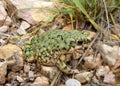 Western Green Toad, Anaxyrus debilis Royalty Free Stock Photo