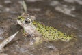 Western green toad Royalty Free Stock Photo