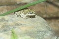 Western green toad Royalty Free Stock Photo