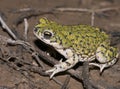 Western green toad Royalty Free Stock Photo