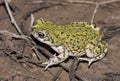 Western green toad Royalty Free Stock Photo