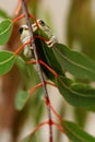 Western Green Tree Frog