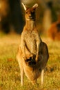 Western Grey Kangaroo