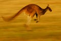 Western Grey Kangaroo