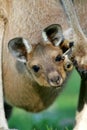 Western Grey Kangaroo