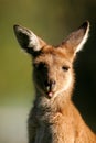 Western Grey Kangaroo