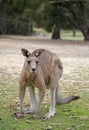 Western Grey Kangaroo