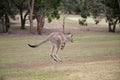 Western Grey Kangaroo