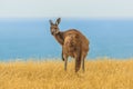 Western grey kangaroo Royalty Free Stock Photo