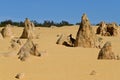 Western grey kangaroo hiding in the shade of a large pinnacle rock in the Pinnacles desert