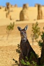 Western grey kangaroo looking at camera in the pinnacles desert near Cervantes in Western Australia