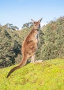 Western Grey Kangaroo