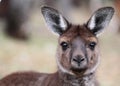 The western grey kangaroo (Macropus fuliginosus)