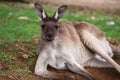 The western grey kangaroo (Macropus fuliginosus)