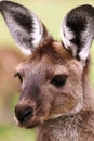 The western grey kangaroo (Macropus fuliginosus)