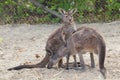 Western grey kangaroo Macropus fuliginosus melanops