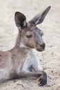 Western grey kangaroo Macropus fuliginosus melanops