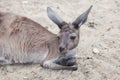 Western grey kangaroo Macropus fuliginosus melanops