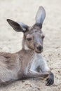 Western grey kangaroo Macropus fuliginosus melanops