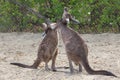 Western grey kangaroo Macropus fuliginosus melanops