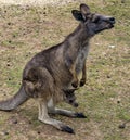 The western grey kangaroo is one of the largest macropods in Australia Royalty Free Stock Photo