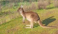 Western Grey Kangaroo in Profile