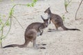 Western grey kangaroo & x28;Macropus fuliginosus melanops& x29;