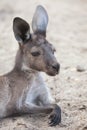 Western grey kangaroo & x28;Macropus fuliginosus melanops& x29;