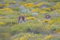 Western Grey Kangaroos, Australia