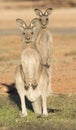 Western grey kangaroos, Australia