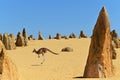 Western grey kangaroos hopping in the Pinnacles Desert near Cervantes in Western Australia