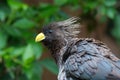 Western-Grey Plantain Eater Feathers Erected