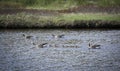 Western Greylag Goose family (Anser anser anser) Royalty Free Stock Photo