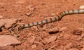 Western Ground Snake Royalty Free Stock Photo