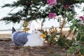 Western Gull at Alcatraz Royalty Free Stock Photo