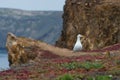 Western gull on Anacapa Island, Channel Islands National Park Royalty Free Stock Photo