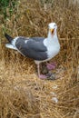 Western Gull Tends Hatchlings