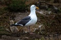 Western Gull Tends Hatchlings