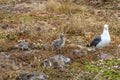 Western Gull and Chick Royalty Free Stock Photo