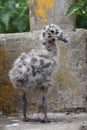 Western Gull Chick in California. USA Royalty Free Stock Photo