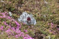 Western Gull Chick Royalty Free Stock Photo