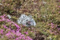 Western Gull Chick - Larus occidentalis Royalty Free Stock Photo