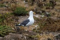 Western Gull and Chick Royalty Free Stock Photo