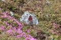 Western Gull Chick - Larus occidentalis Royalty Free Stock Photo