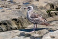 Western Gull with First-Summer Plumage in La Jolla, California Royalty Free Stock Photo