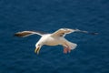 Western gull in flight over Pacific ocean Royalty Free Stock Photo